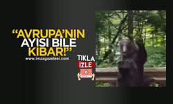 Ayıdan insanlık dersi! Kendisine yol verene bakın ne yaptı?