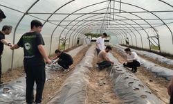 Zonguldak Tarım Lisesi'nde Çilek Yetiştiriciliğine Özel İlgi: Geleceğin Üreticileri Bilgilendirildi