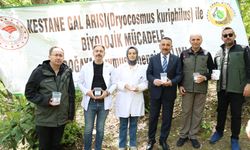 ZONGULDAK ORMANLARINDA HAYATİ MÜCADELE: KESTANEYİ KURTARACAK BÖCEK DOĞAYA SALINDI