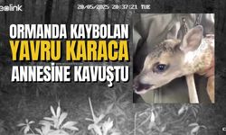 Yavru Karacanın Yürek Isıtan Kavuşması: Fotokapanlar Anı Ölümsüzleştirdi!