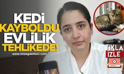 Kedisini bulana 15 bin lira ödül! Kedi kayboldu, evlilik tehlikede...