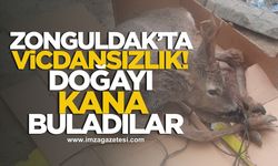 Zonguldak'ta Vicdansızlık! Doğayı Kana Buladılar!