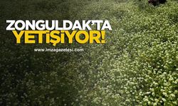 Zonguldak’ta yem bitkilerinin gülü yetiştiriliyor!