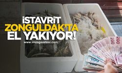 İstavrit Zonguldak'ta el yakıyor!