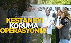 Kestane balının diyarında kestaneyi koruma operasyonu!