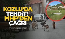 Kozlu’da Sokak Köpekleri Tehdidi! Vatandaş Endişeli, MHP’den Belediyeye Çağrı...