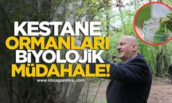 Kestane Ormanlarına Biyolojik Müdahale! 10 Bin 'Doğal Savaşçı' Salındı!