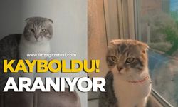 Zonguldak’ta 8 Aylık Kedi Kayboldu!