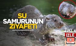 Su samurunun ziyafet keyfi kamerada...