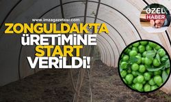 Zonguldak’ta “papaz eriği” üretimine start verildi!