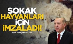 Cumhurbaşkanı Erdoğan imzalı kararla Zonguldak'ta sahipsiz hayvanlar için yeni dönem başlıyor!