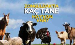 Zonguldak’ta kaç tane hayvan var?