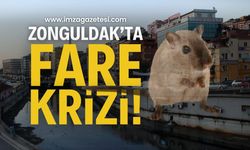 Zonguldak'ta Fare Krizi! | Zonguldak haber