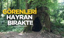Görenleri hayran bıraktı! 5 Asırlık Çınar Tescil Ediliyor!