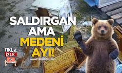 Bolu’da Ayı Bal Kovanlarına Saldırdı... Arıcı “Ayımız Medeniymiş” yorumu!