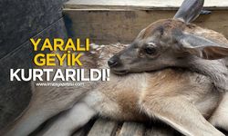 Bolu'da Yaralı Yavru Geyik Kurtarıldı!