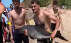 Yaralı yunus karaya vurdu