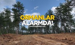 Ormanlar Alarmda! Kastamonu’da Yangın Hattı Hazır...