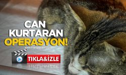 Zonguldak’ta Kedinin Mesanesinden Taş Çıkarıldı!