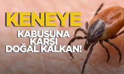 Kene kabusuna karşı doğal kalkan