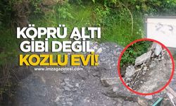 Köprü Altı Gibi Değil, Kozlu Evi! Kozlu'da çile büyüyor!