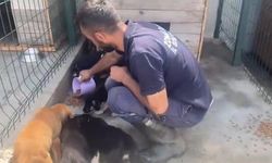 Zonguldak'ta Can Dostlar İçin Umut Yeşerdi!