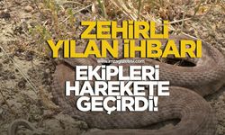 Zehirli yılan ihbarı ekipleri harekete geçirdi