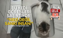 Bu kedi görenleri şaşırtıyor! 21 Kiloluk Pamuk tuvaleti insan gibi kullanıyor!