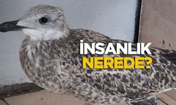 Kanadı Kırık Martı Sokakta Sahipsiz Kaldı...“İnsanlık Nerede?”