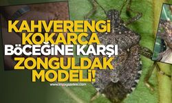 Kahverengi Kokarca Böceğine Karşı Zonguldak Modeli!