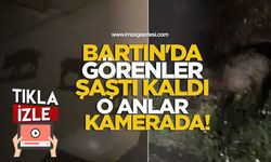 Bartın'da Görenler Şaştı Kaldı! Yaban Domuzları Yol Kenarında Görüntülendi!