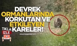 Devrek Ormanlarında Korkutan ve Etkileyen Kareler!