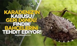Karadeniz'in Kabusu Geri Döndü! Fındık Bahçelerini Tehdit Ediyor!