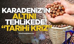 Karadeniz’in Altını Tehlikede! Fındıkta Tarihi Kriz!