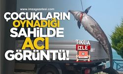 Çocukların Oynadığı Sahilde Acı Görüntü!