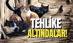 ZONGULDAK'TA SOKAK HAYVANLARI TEHLİKE ALTINDA!