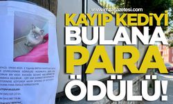 Zonguldak’ta kayıp korkak kediyi bulana para ödülü!