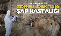 Zonguldak’taki şap hastalığı!