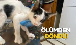 Yavru kedi ölümden döndü!