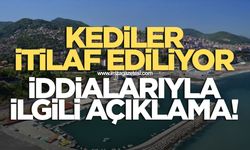Kediler itlaf ediliyor iddialarına site yönetiminden cevap