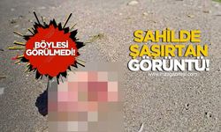 Sahilde şaşırtan görüntü! Böylesi görülmedi!