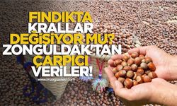 Fındıkta Krallar Değişiyor Mu? Zonguldak'tan Çarpıcı Veriler!