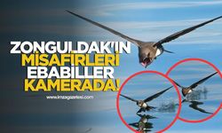 Zonguldak'ın Misafirleri Ebabiller Kamerada!