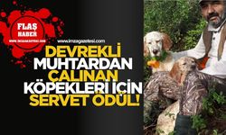Devrekli Muhtardan Çalınan Köpekleri İçin Servet Ödül!