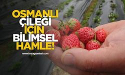Osmanlı Çileği İçin Bilimsel Hamle! Genetik Araştırma Başlatıldı