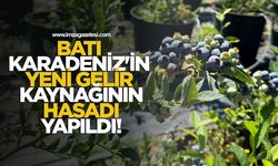 Batı Karadeniz'in Yeni Gelir Kaynağının Hasadı Yapıldı!
