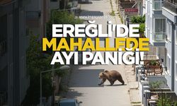 Ereğli'de mahallede ayı paniği!