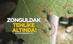 Çiftçinin Yeni Düşmanı! Zonguldak'ta tehdit altında!