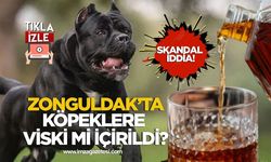 Hayvanseverleri Ayağa Kaldıran İddia! Zonguldak'ta köpeklere viski mi içirildi?