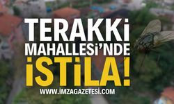 Zonguldak Terakki Mahallesi'nde İstila! | Zonguldak haber